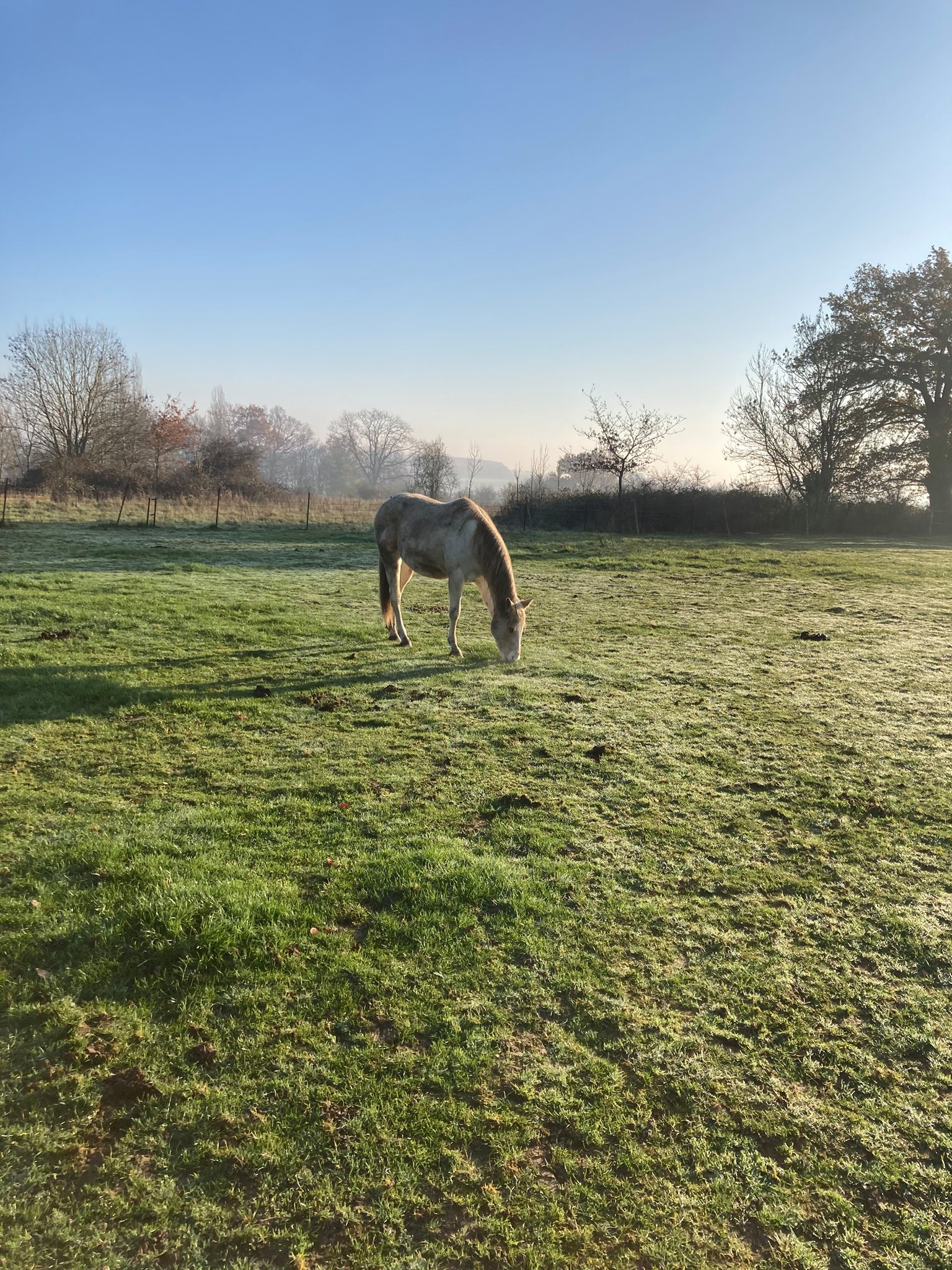 Photo d'un cheval dans un champ