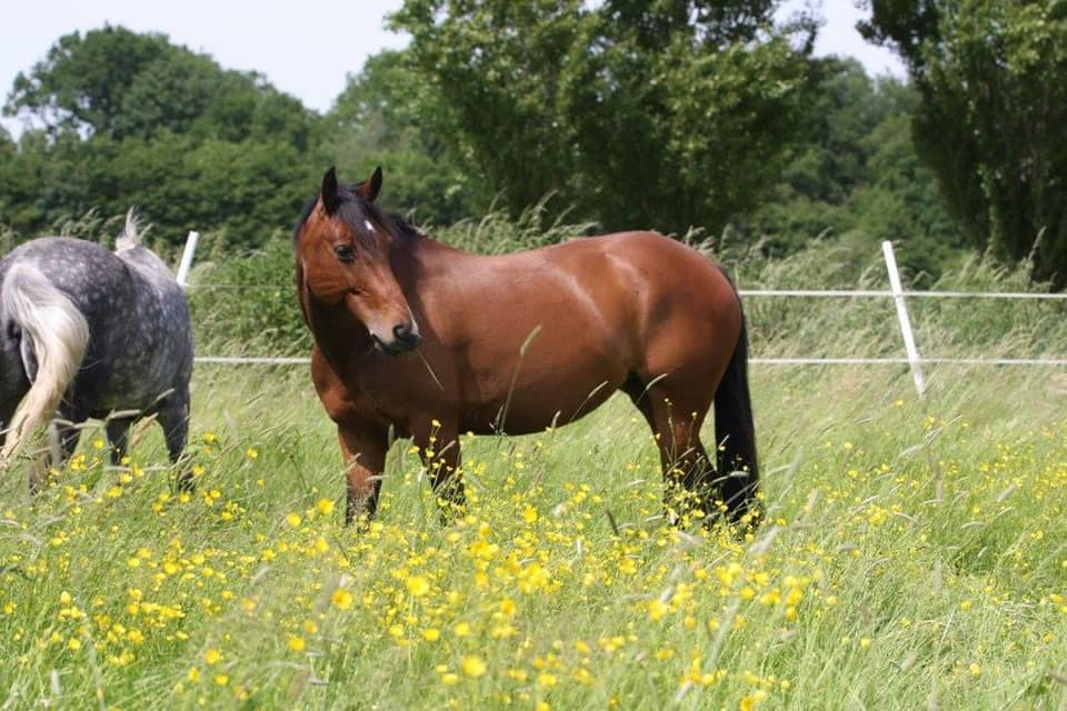 Photo d'un cheval